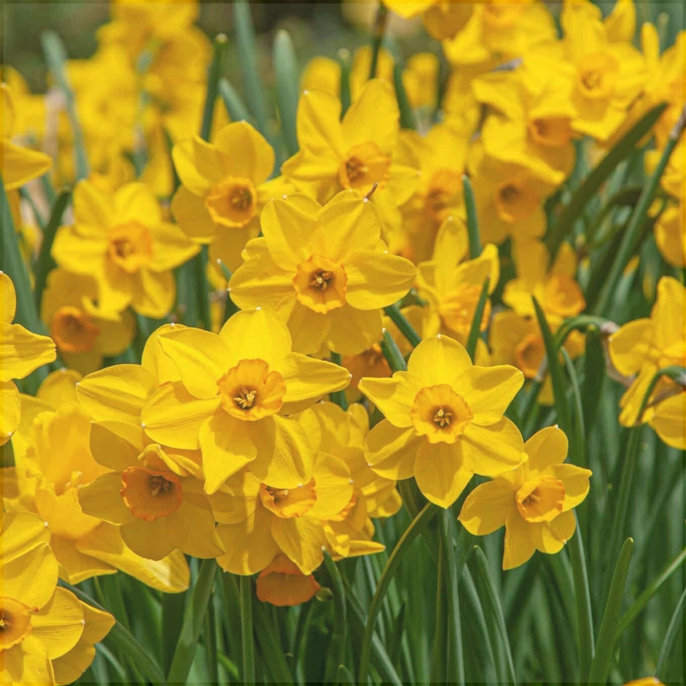 Bulbi de Narcise "Cornish Dawn", 2 Bucati