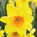 Bulbi de Narcise "Cornish Dawn" 2 buc