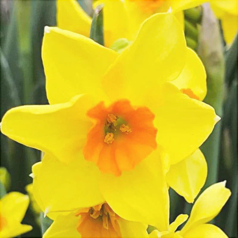 Bulbi de Narcise "Cornish Dawn", 2 Bucati