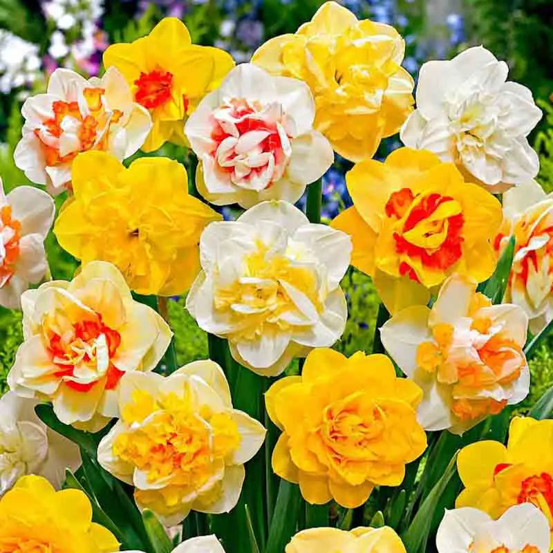 Bulbi de Narcise "Double Mixed", 2 Bucati