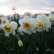 Bulbi de Narcise "Flower Drift" 2 buc