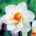 Bulbi de Narcise "Flower Drift" 2 buc