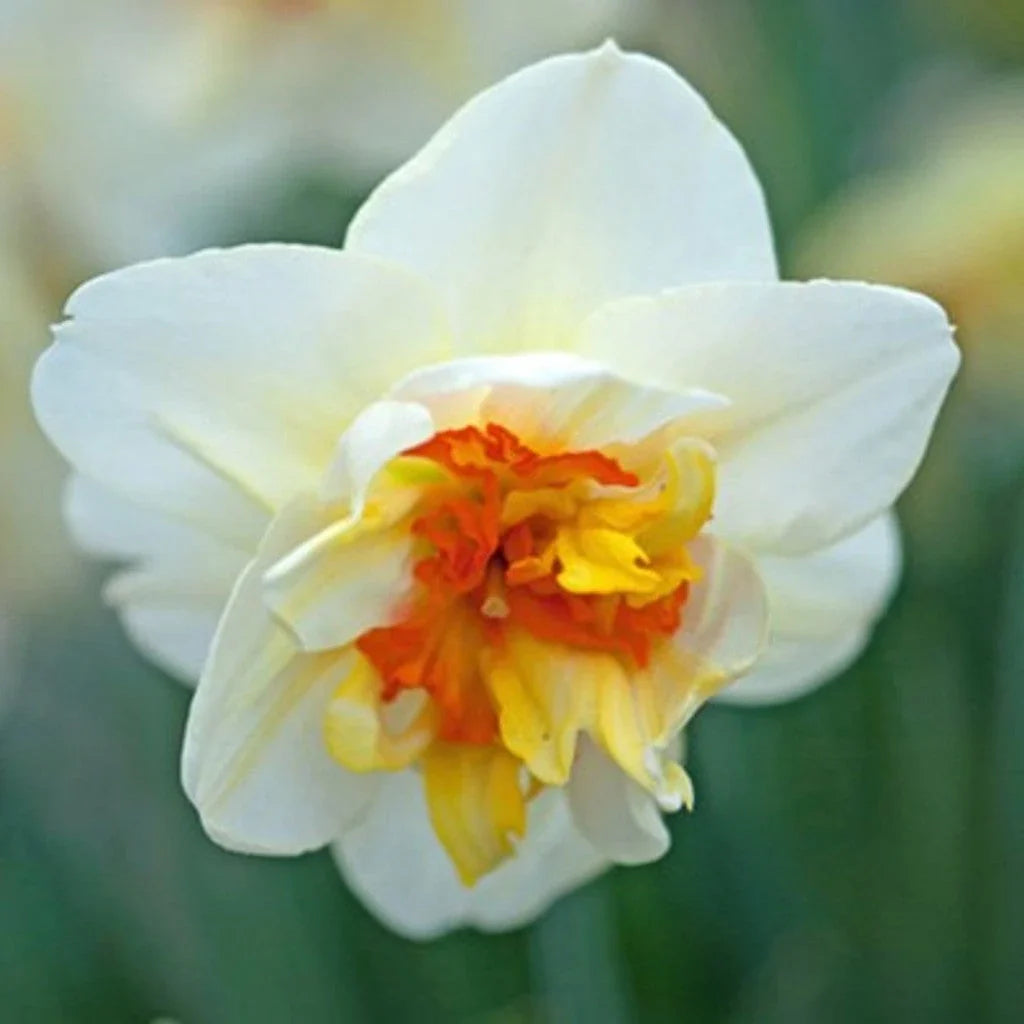 Bulbi de Narcise "Flower Drift" 2 buc
