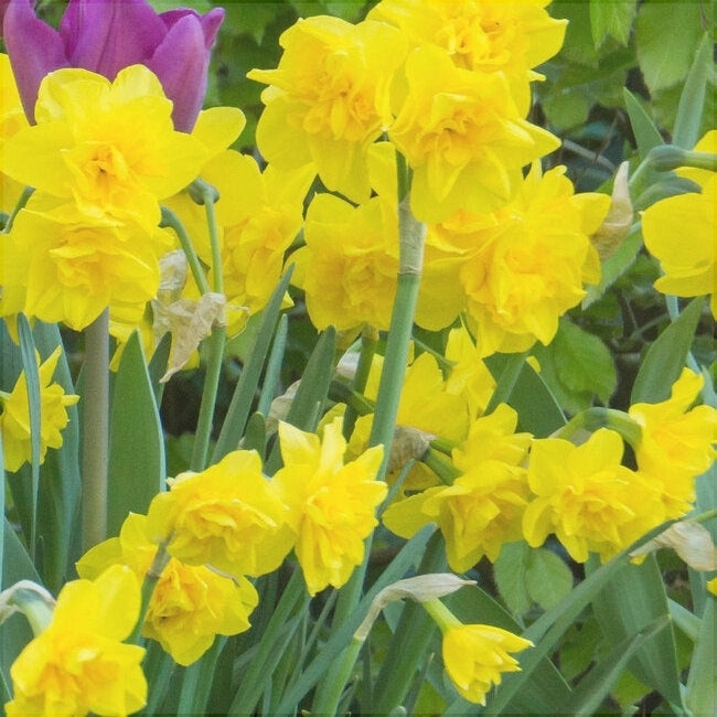 Bulbi de Narcise "Golden Delicious", 2 Bucati