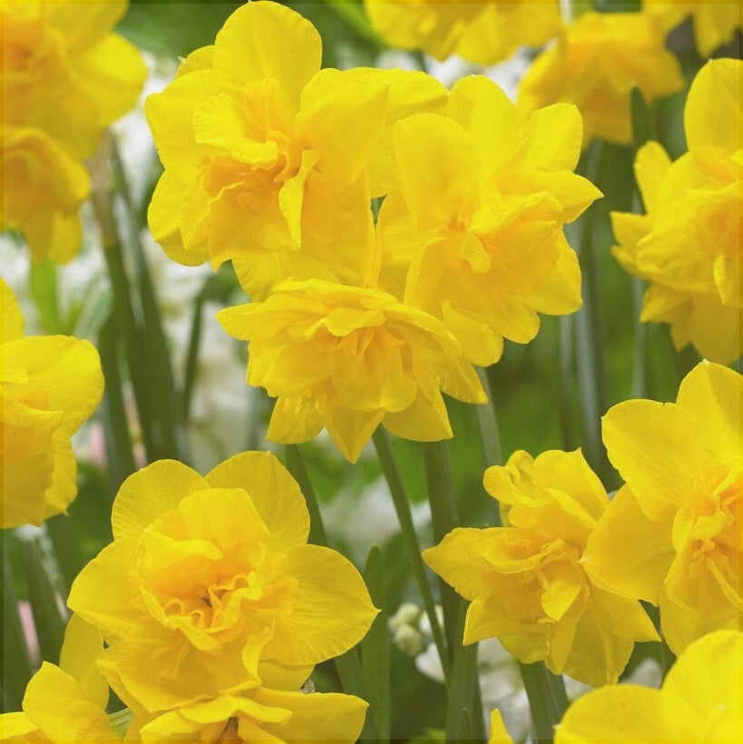 Bulbi de Narcise "Golden Delicious", 2 Bucati