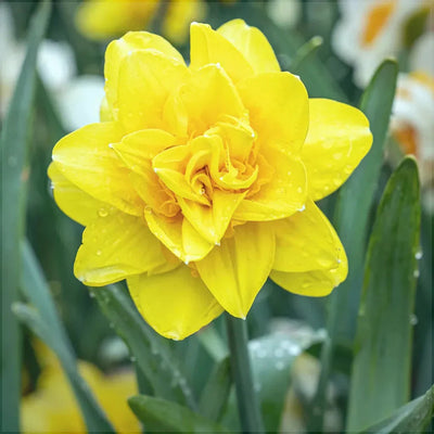 Bulbi de Narcise „Golden Ducat” 2 buc – bulbi de flori | Regatul Plantelor