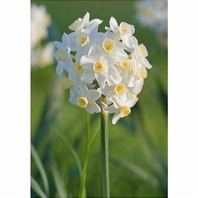 Bulbi de Narcise "Grand Primo Citroniere", 2 Bucati