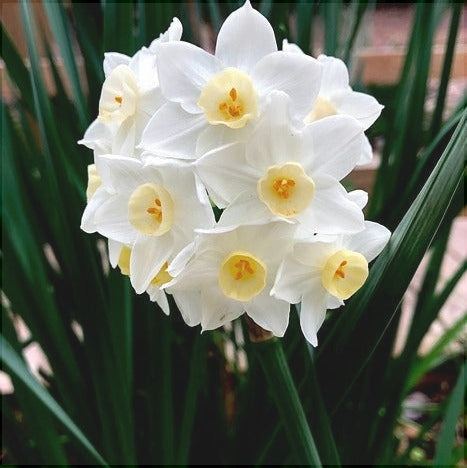 Bulbi de Narcise "Grand Primo Citroniere", 2 Bucati