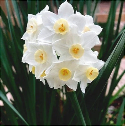 Bulbi de Narcise „Grand Primo Citroniere” 2 buc – bulbi de flori | Regatul Plantelor