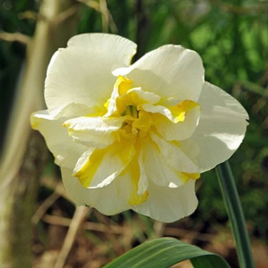 Bulbi de Narcise "Lemon Beauty" 2 buc