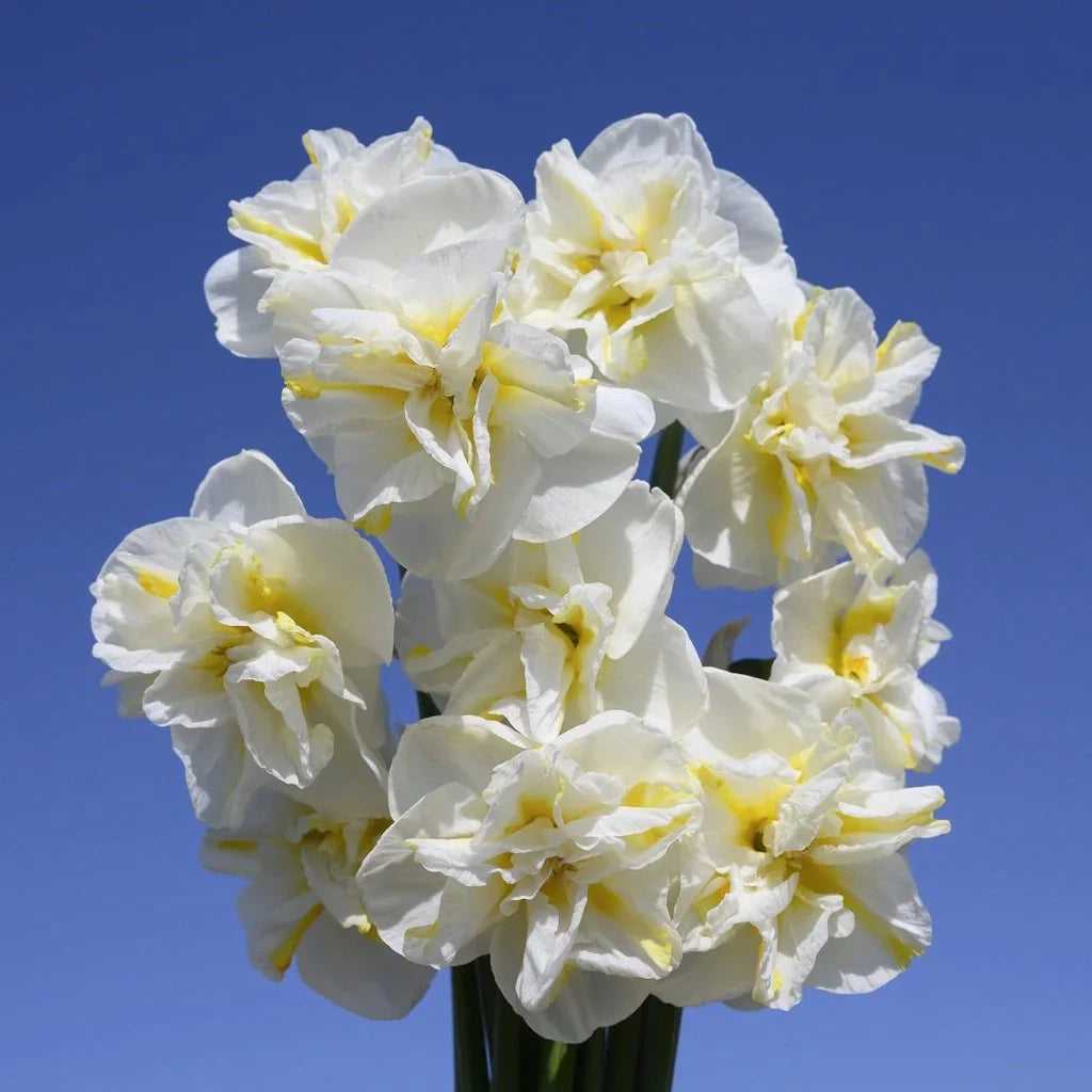 Bulbi de Narcise "Lemon Beauty" 2 buc