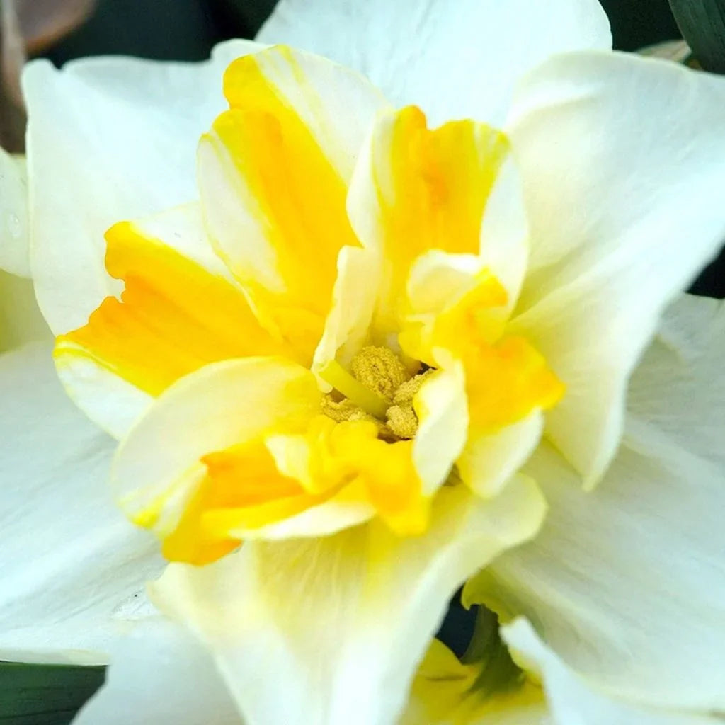 Bulbi de Narcise "Lemon Beauty" 2 buc