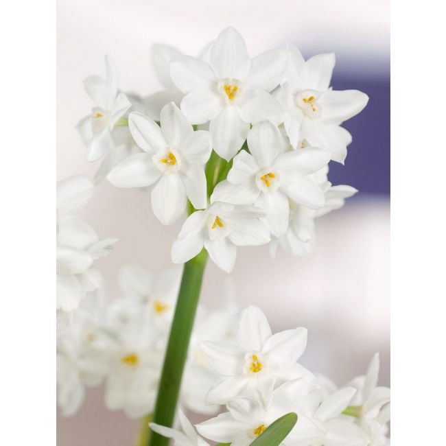 Bulbi de Narcise "Paperwhite Ziva", 2 Bucati