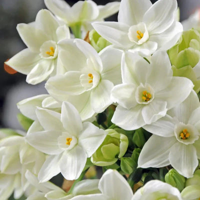 Bulbi de Narcise „Paperwhite Ziva” 2 buc – bulbi de flori | Regatul Plantelor
