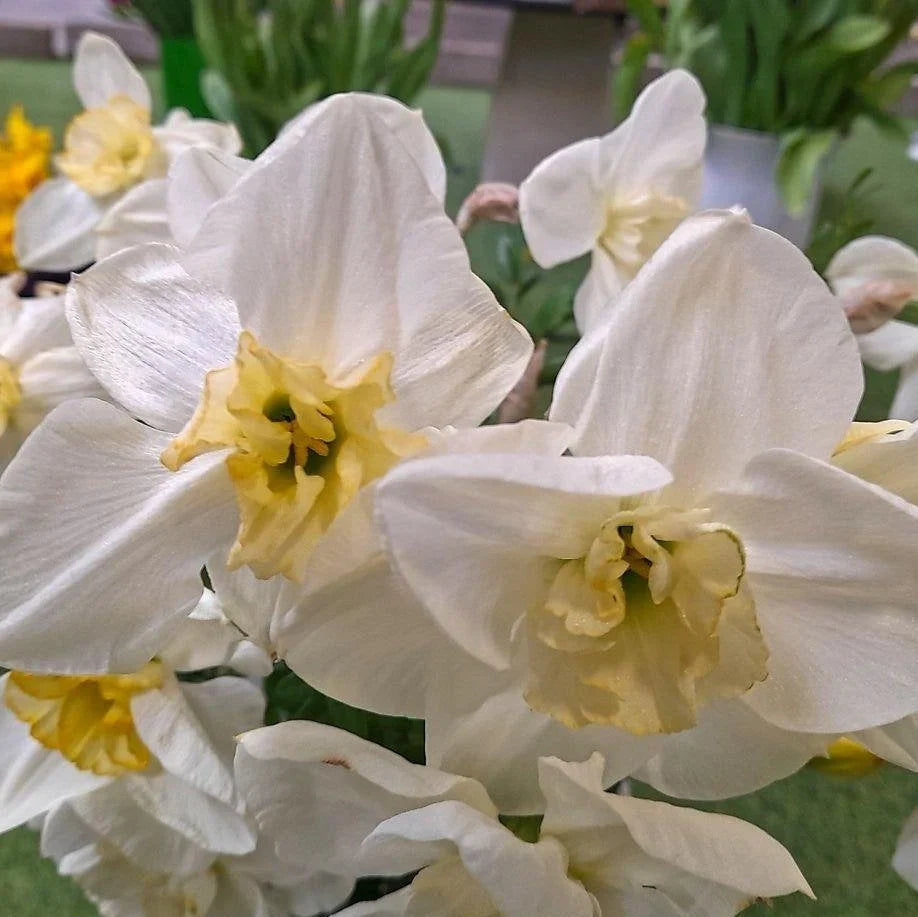 Bulbi de Narcise "Papillon Blanc" 2 buc