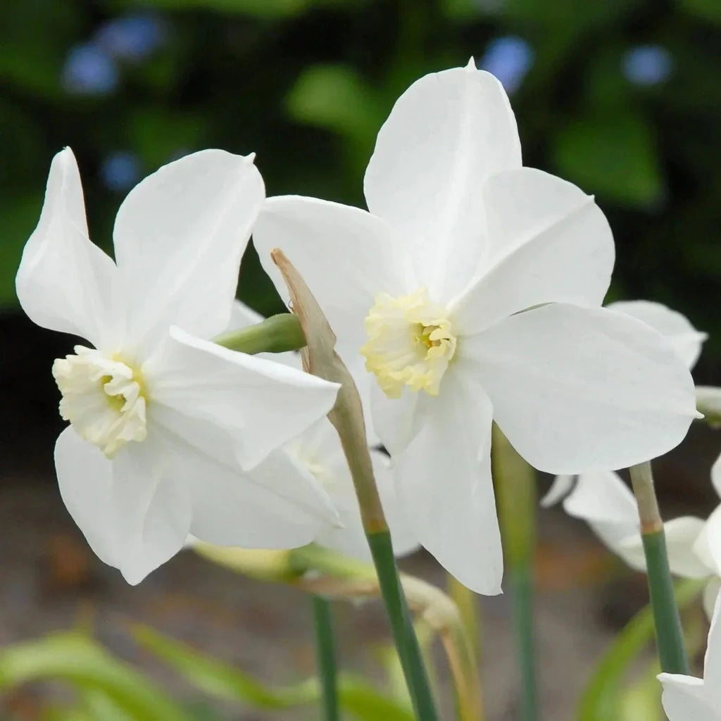 Bulbi de Narcise Polar Ice – imagine 2