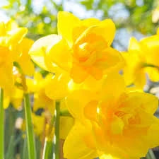 Bulbi de Narcise "Queen's Day" 2 buc