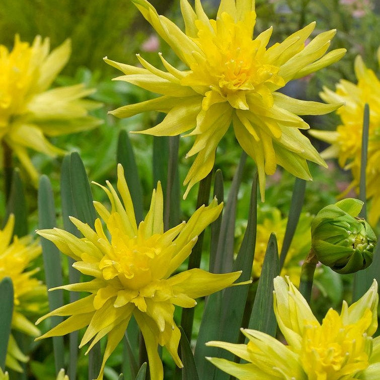 Bulbi de Narcise "Rip van Winkle", 2 Bucati