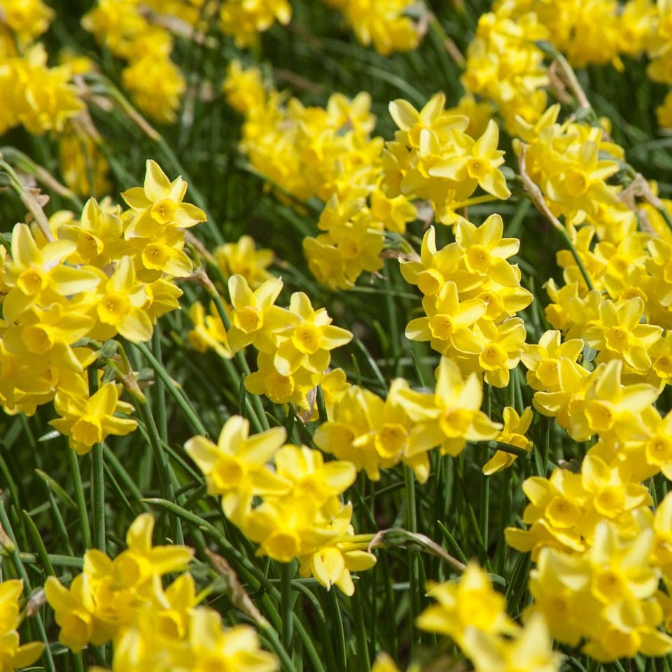 Bulbi de Narcise "Sabrosa", 2 Bucati