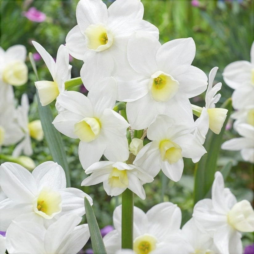 Bulbi de Narcise "Silver Chimes", 2 Bucati