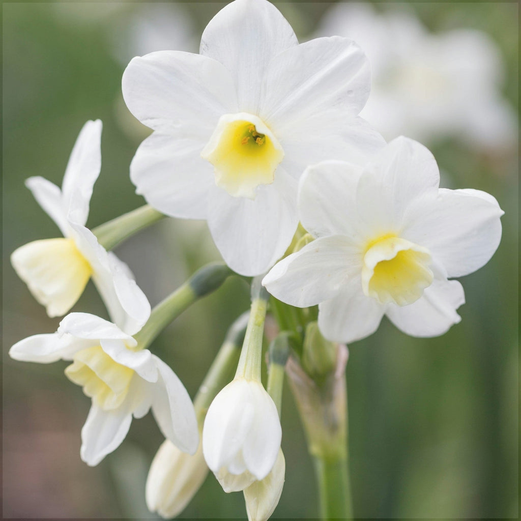 Bulbi de Narcise "Silver Chimes", 2 Bucati
