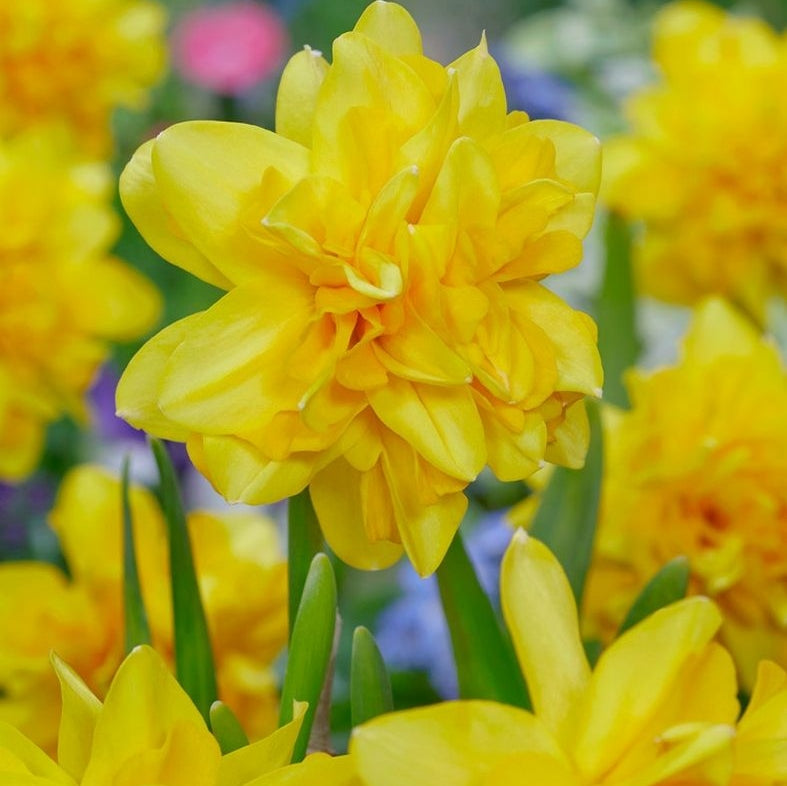 Bulbi de Narcise "Tete Boucle", 2 Bucati