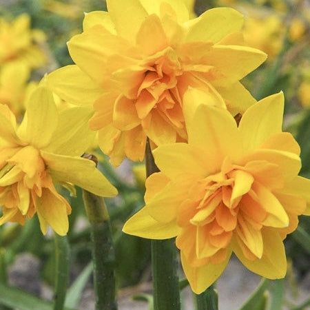 Bulbi de Narcise "Tete Boucle", 2 Bucati