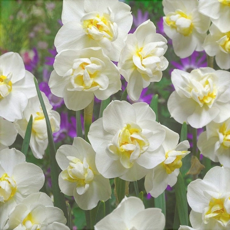 Bulbi de Narcise "White Cheerfulness", 2 Bucati