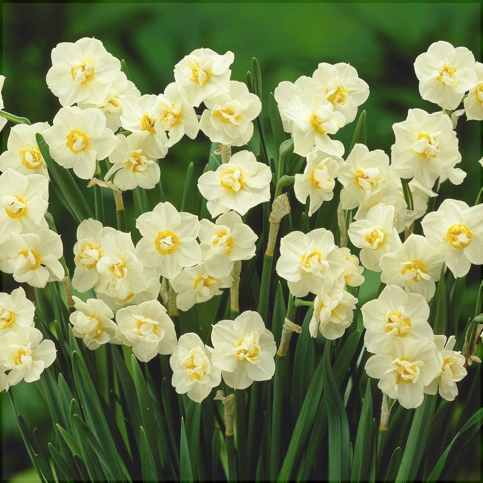 Bulbi de Narcise "White Cheerfulness", 2 Bucati