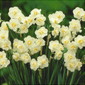 Bulbi de Narcise "White Cheerfulness" 2 buc