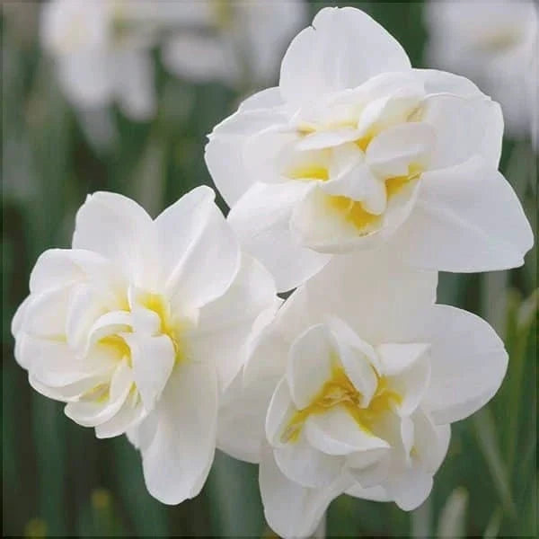 Bulbi de Narcise "White Cheerfulness" 2 buc