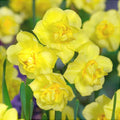 Bulbi de Narcise "Yellow Cheerfulness" 2 buc
