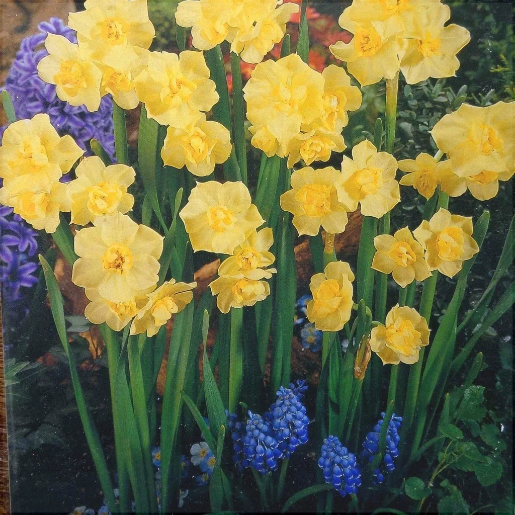 Bulbi de Narcise "Yellow Cheerfulness" 2 buc