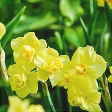 Bulbi de Narcise "Yellow Cheerfulness" 2 buc