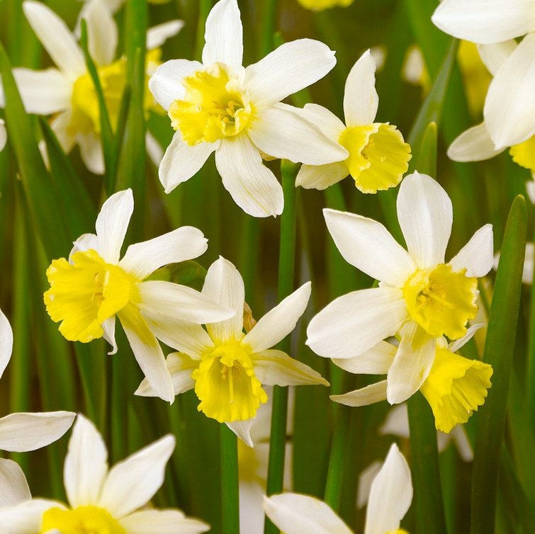 Bulbi de Narcise "Yellow Sailboat", 2 Bucati
