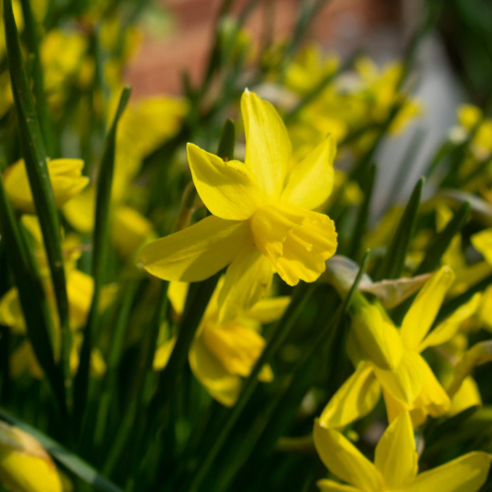 Bulbi de Narcise "Yellow Sailboat", 2 Bucati