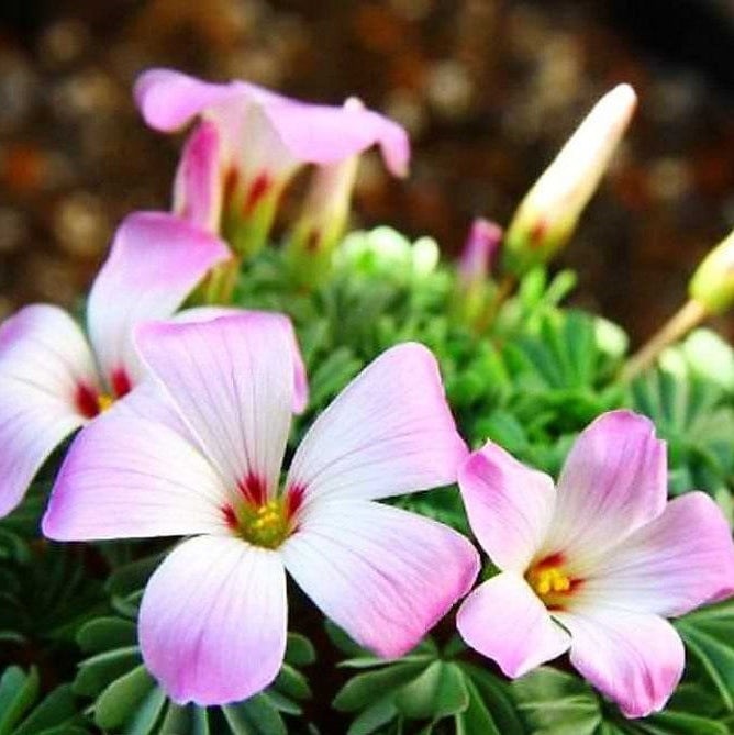 Bulbi de Oxalis "Adenophylla", Trifoi Ornamental, 10 Bucăți