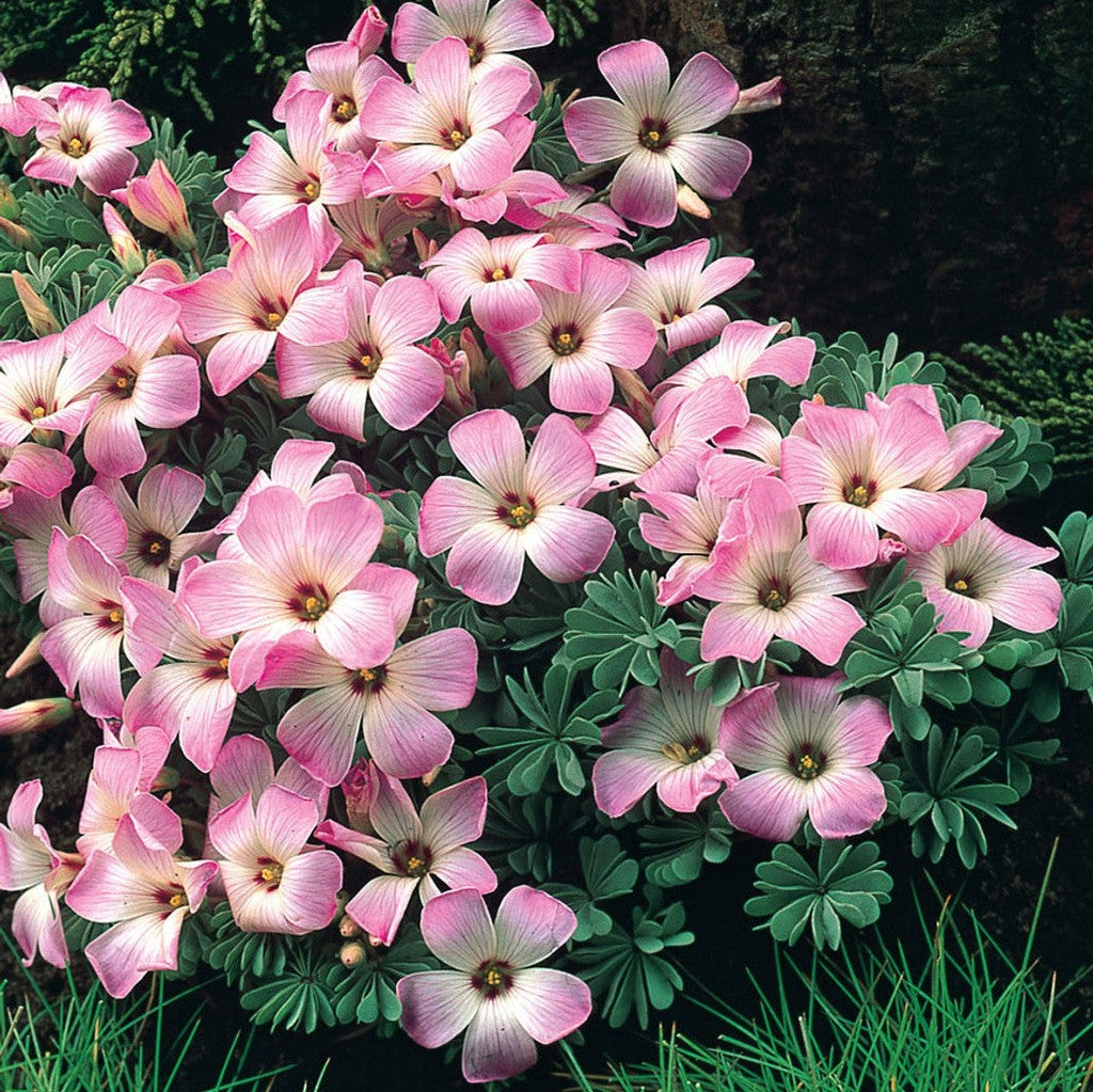 Bulbi de Oxalis "Adenophylla", Trifoi Ornamental, 10 Bucăți