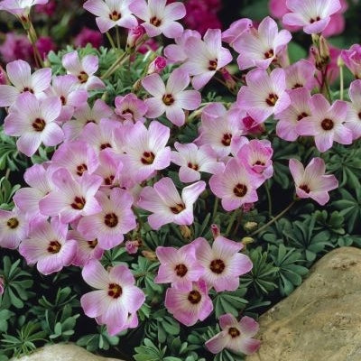 Bulbi de Oxalis "Adenophylla", Trifoi Ornamental, 10 Bucăți