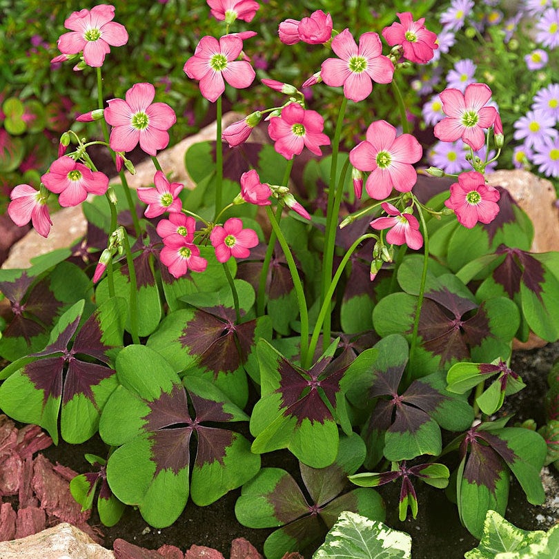 Bulbi de Oxalis "Deppei Iron Cross", Trifoi Ornamental, 10 Bucăți