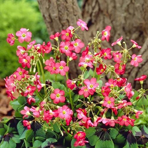 Bulbi de Oxalis "Deppei Iron Cross", Trifoi Ornamental, 10 Bucăți