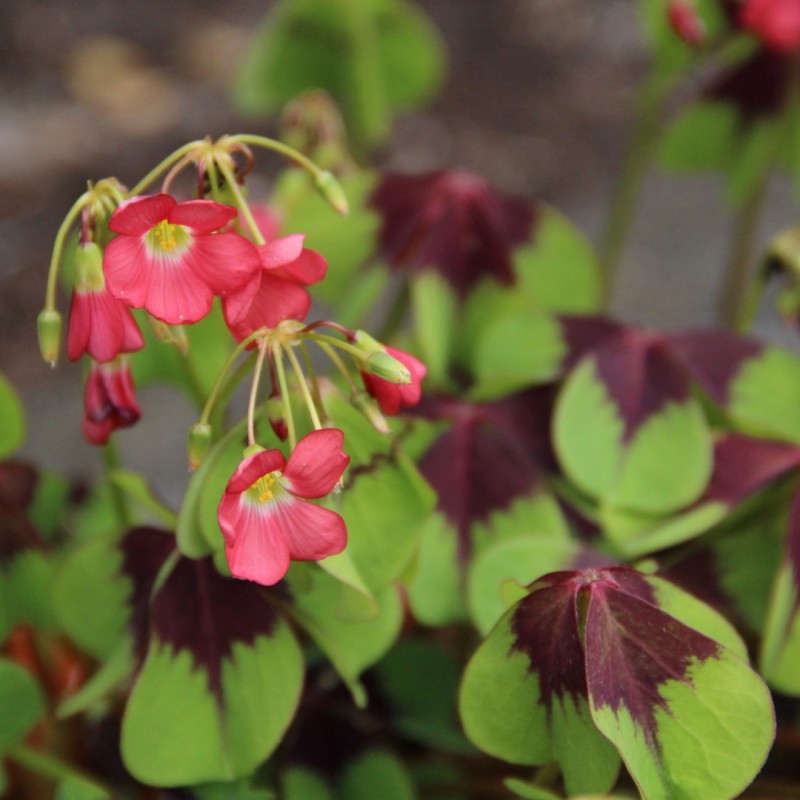 Bulbi de Oxalis "Deppei Iron Cross", Trifoi Ornamental, 10 Bucăți
