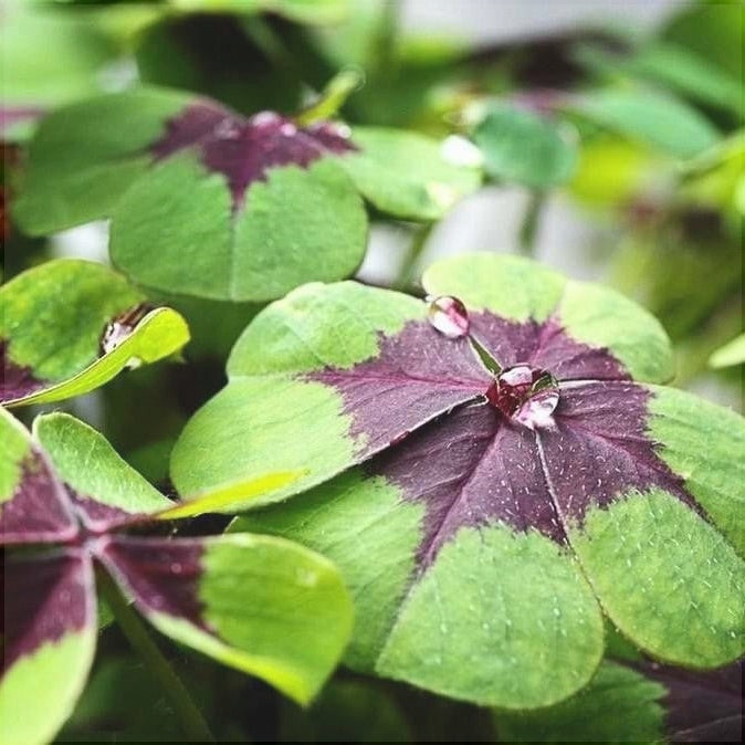Bulbi de Oxalis "Deppei", Trifoi Ornamental, 10 Bucăți