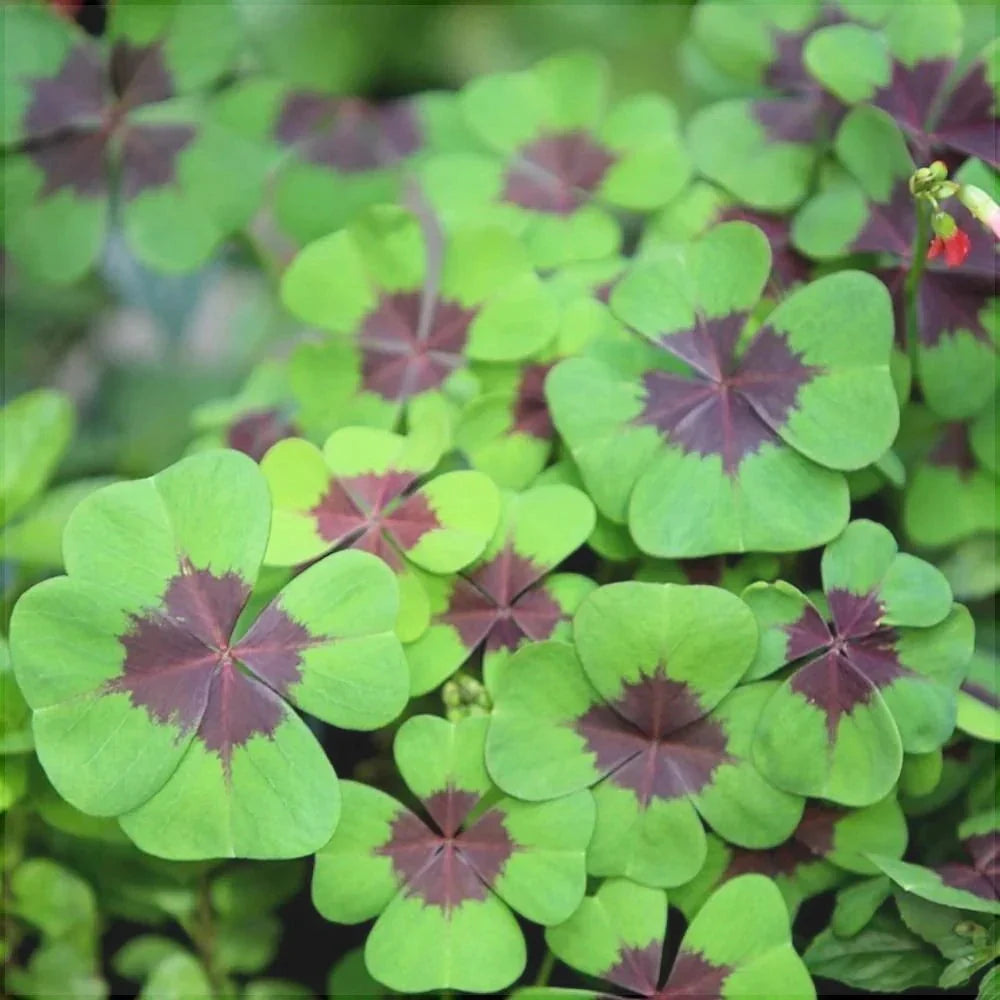 Bulbi de Oxalis "Deppei", Trifoi Ornamental, 10 Bucăți