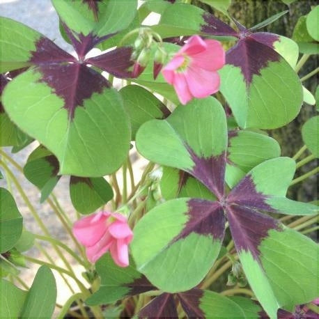Bulbi de Oxalis "Deppei", Trifoi Ornamental, 10 Bucăți