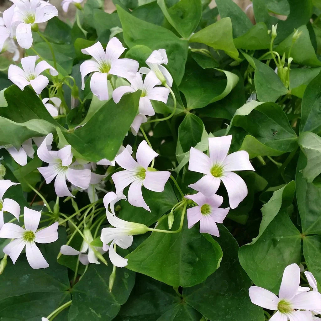 Bulbi de Oxalis "Regnellii", Trifoi Ornamental, 10 Bucăți