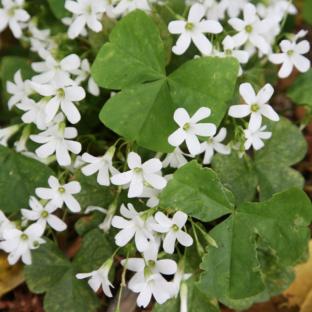Bulbi de Oxalis "Regnellii", Trifoi Ornamental, 10 Bucăți