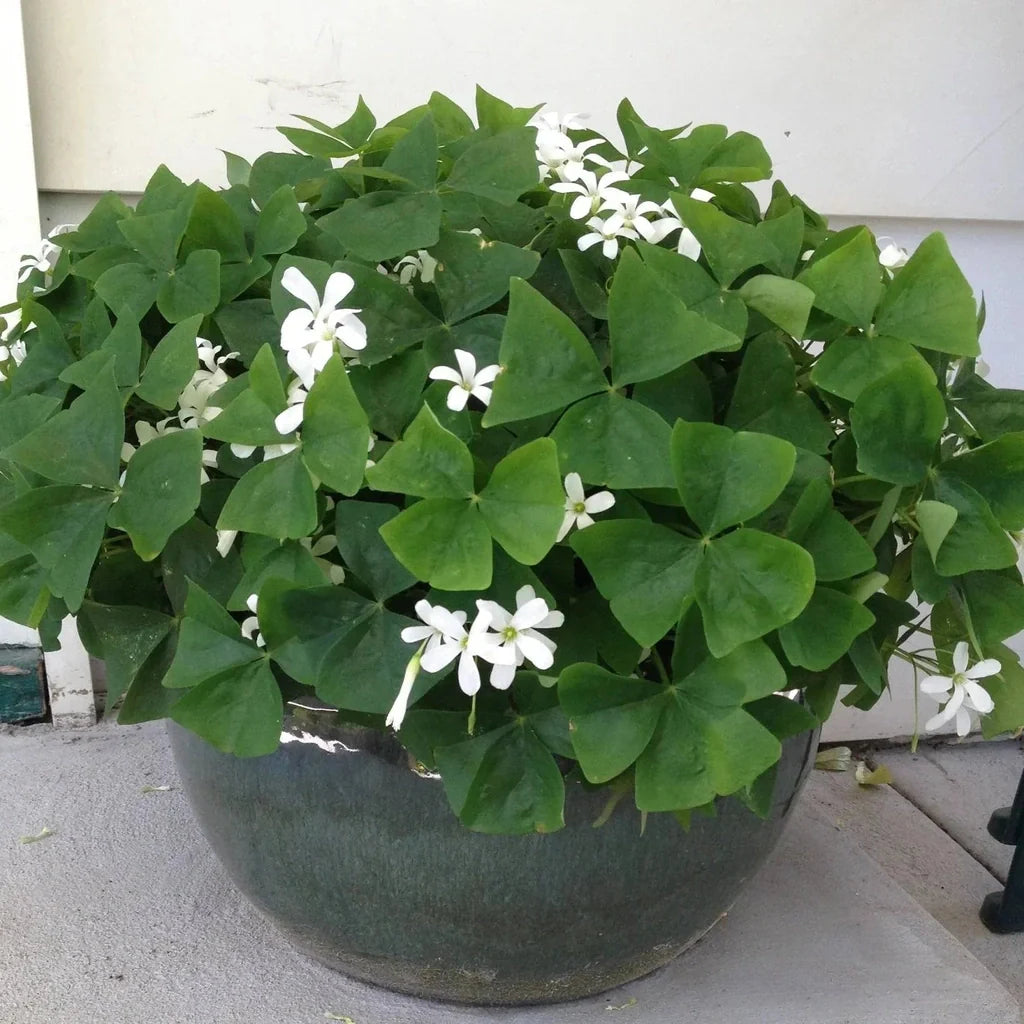 Bulbi de Oxalis "Regnellii", Trifoi Ornamental, 10 Bucăți
