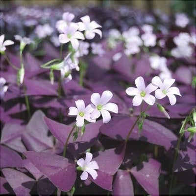 Bulbi de Oxalis "Triangularis", Trifoi Ornamental, 10 Bucăți