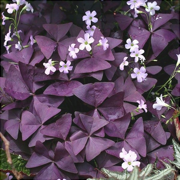 Bulbi de Oxalis "Triangularis", Trifoi Ornamental, 10 Bucăți
